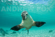 Great White Expedition - 3 Days & 4 Nights - We Wander